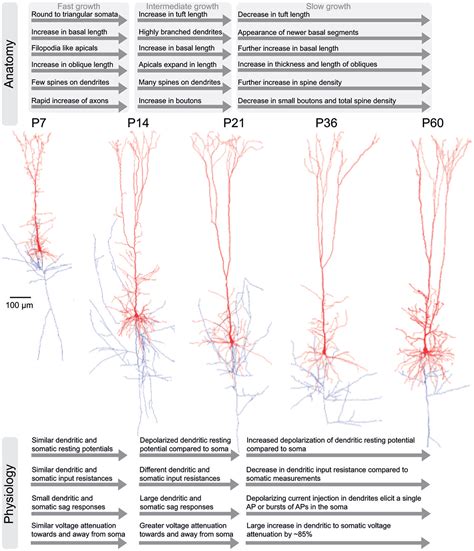 Frontiers Anatomy And Physiology Of The Thick Tufted Layer