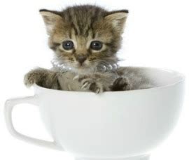 Teacup Cats - Miniature or Toy Cats