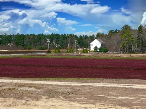 7 Incredible Bogs From Around the World - ConnollyCove
