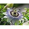 Amazon Cemeha Seeds Passionflower Purple Vine Wild Apricot