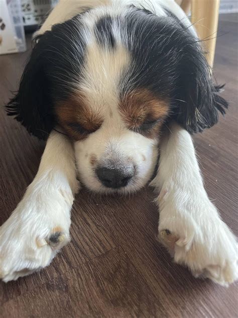 Everyone Paws UP! : r/Eyebleach