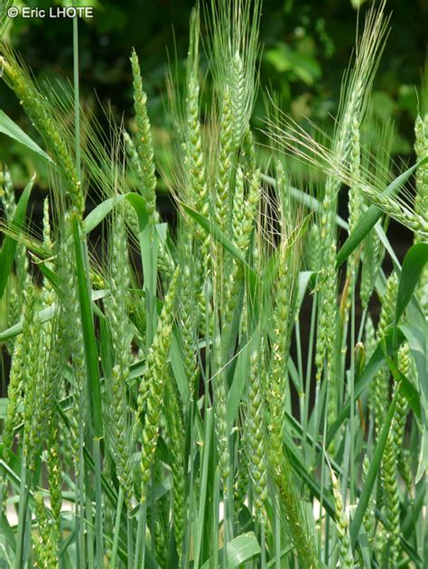 Fiche Triticum Aestivum