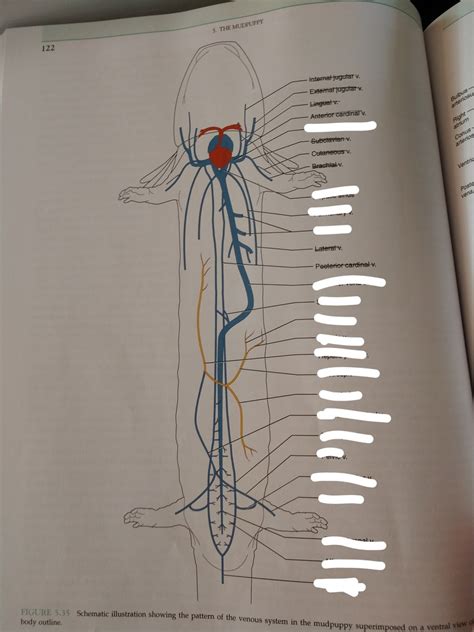 BIOO 310 Necturus Schematic Venous System Diagram Quizlet