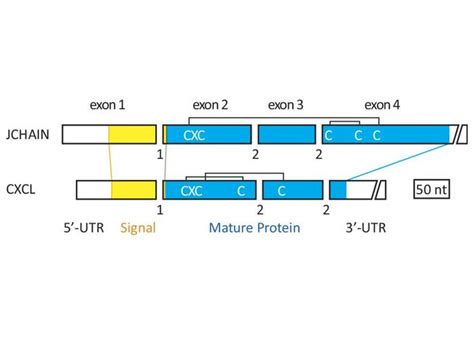 The Joining Chain Image Eurekalert Science News Releases