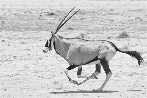 Gemsbok Oryx Running Stock Images Image 22635274