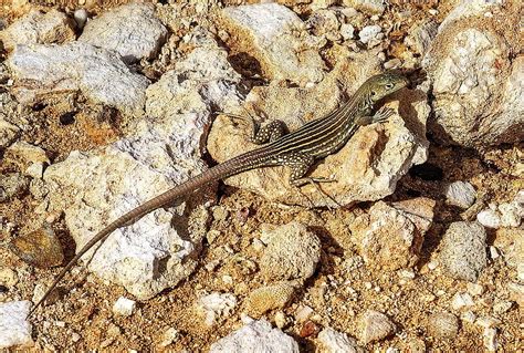 Aruban Whiptail Lizard Photograph By David Byron Keener Fine Art America