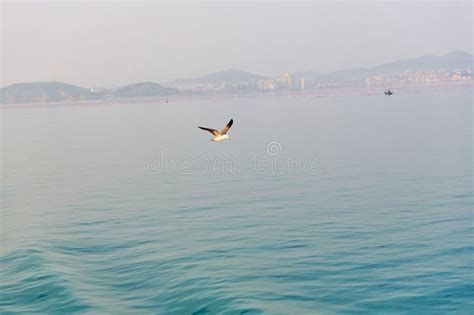 On An Island Seagulls Fly Freely In The Blue Sky Stock Photo Image Of