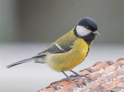 Parus Major Talitiainen Elmeri Flickr