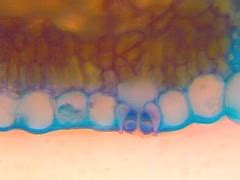 Guard Cells - Definition, Function, Structure of Stomata on Plants