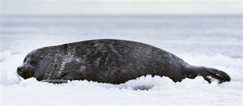 Baikal Seal – "OCEAN TREASURES" Memorial Library