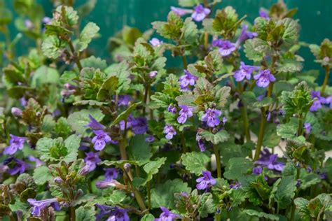 Weeds With Purple Flowers Theworldofsurvival