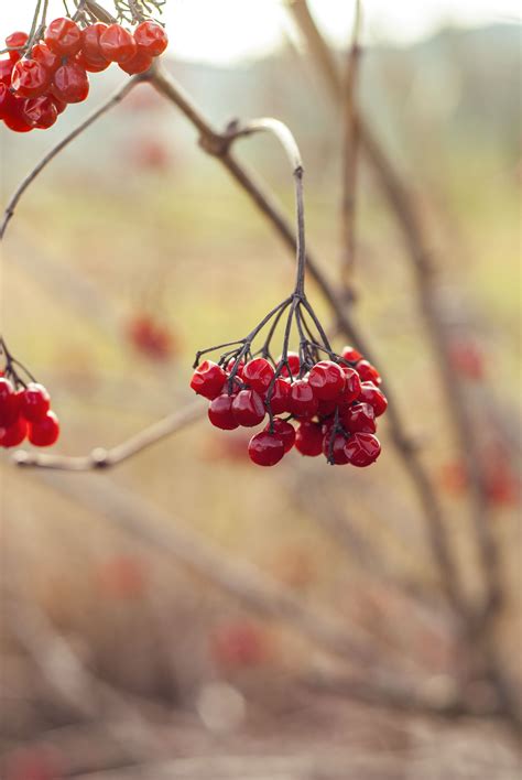 Kostenlose Foto Baum Natur Ast Bl Hen Frucht Beere Blatt Blume