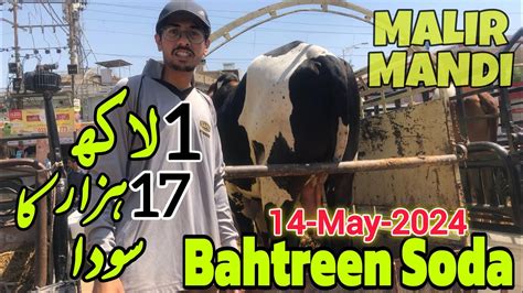 Malir Mandi Karachi Cattle Rates Update May Ka Bahtreen