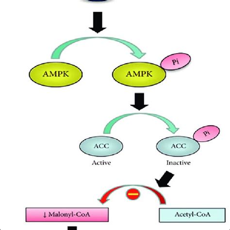 Atomoxetine And Fluoxetine Treatment Induce Mitochondrial CPT1 Activity