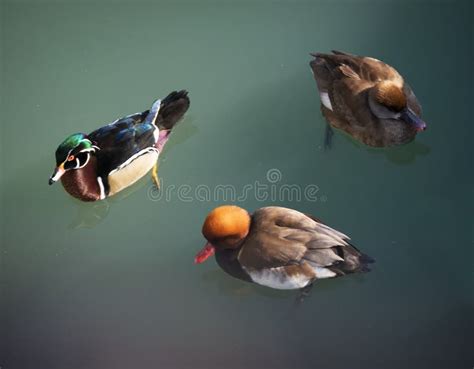 Three Wild Ducks In A Walk Stock Photo Image Of Nature