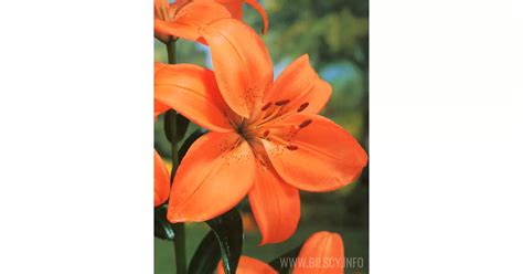 Lilia 'Idaho' (Lilium LA hybrid) - Bilscy.info