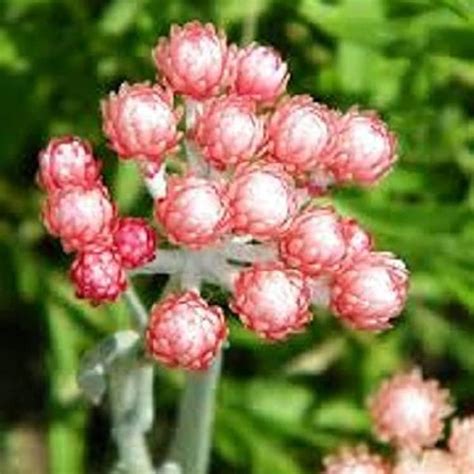 Qauzuy Garden Piezas De Semillas De Xerochrysum De Margarita De