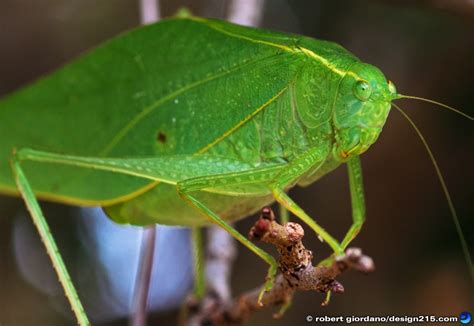 Tree Cricket Macro - Nature Photography