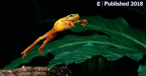 What A Frog Needs To Make That Leap The New York Times