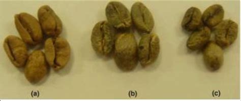 1 Photograph of (a) Kopi Luwak coffee beans (b) Nekemte-African Civet... | Download Scientific ...