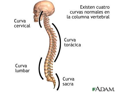 Ejercicios Para La Columna Vertebral M Todo Klapp