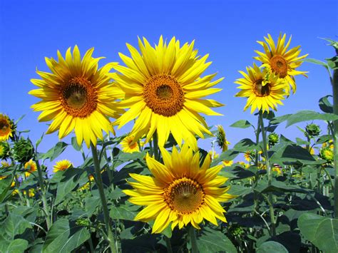 100 Engaging Sunflowers Photos · Pexels · Free Stock Photos