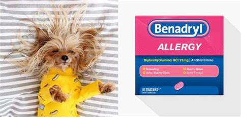 Benadryl For Dogs About Morkies