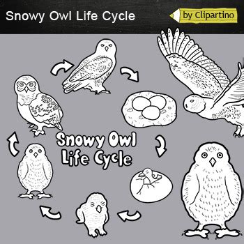 Snowy Owl Life Cycle Clip Art Owl Baby Arctic Bird Life Cycle Clip Art