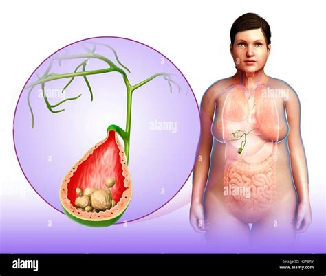 Anatomie de la vésicule biliaire Banque de photographies et dimages à