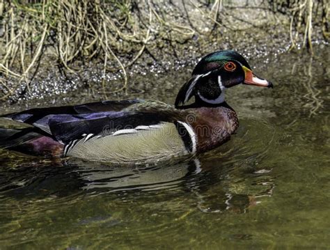 Wood Duck Male and Female stock photo. Image of central - 99641932