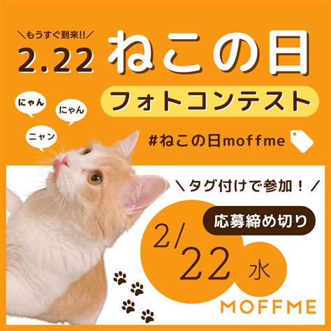 2月22日は「猫の日」！ねこちゃんのフォトコンテストを開催｜株式会社wizleapのプレスリリース