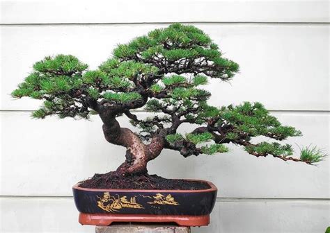 Pingl Par Kevin Maxwell Sur Bonsai