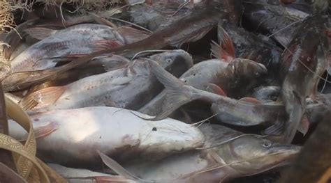 À la découverte du lac poissonneux Édouard de Vitshumbi Une immersion