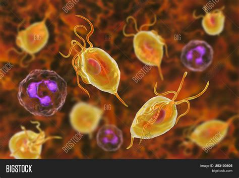 Trichomonas Vaginalis Protozoan And Neutrophils 3d Illustration The Cause Of Trichomoniasis