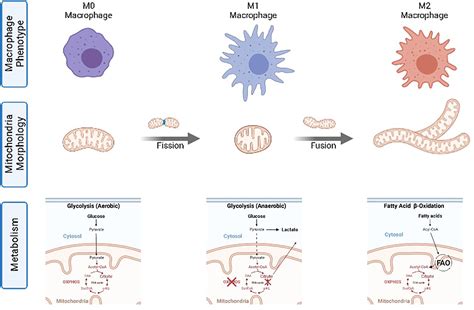 Frontiers How Does Immunomodulatory Nanoceria Work Ros And