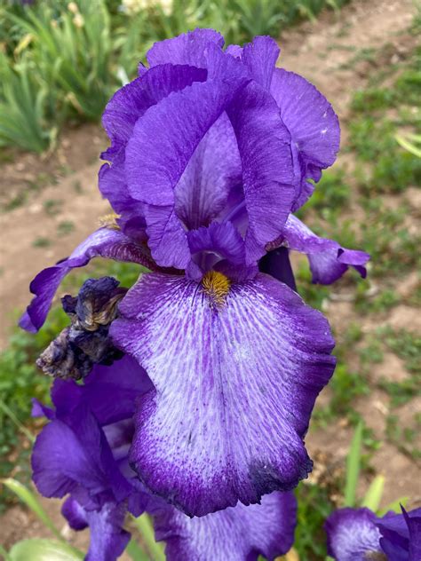Singing Rain – Ripple Effect Iris Farm
