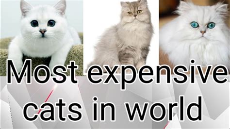 Top 10 Expensive Cats In World 🤑🤑🤑 Youtube