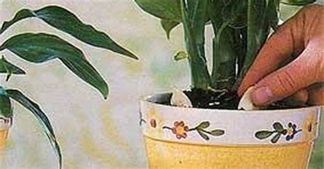 Чеснок, мыло и минералка — 3 супер-средства для комнатных растений ...