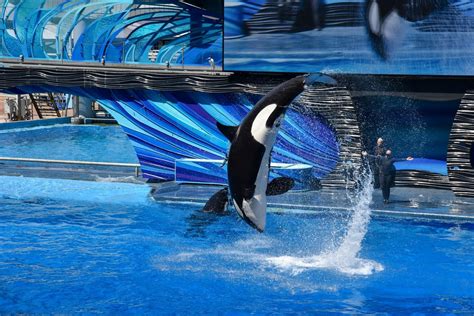 Complete Guide to the Best Rides at SeaWorld Orlando - Oh Trips