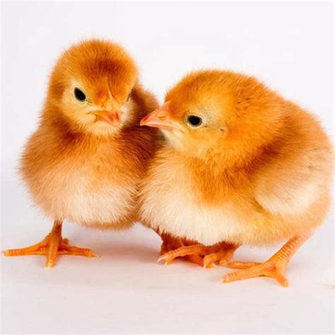 Rhode Island Red Chicks – Inspire Farms