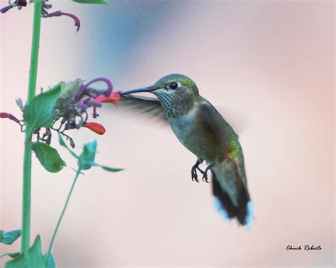 Broad Tailed Hummingbird Female Selasphorus Platycercus Flickr