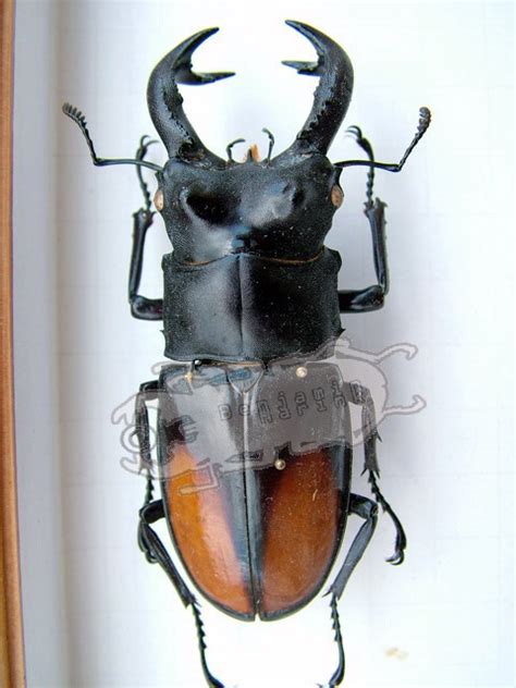 Hexarthrius parryi paradoxus - Ben's Beetle Breeding Pages