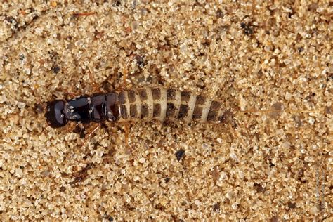 photo  philonthus spinipes