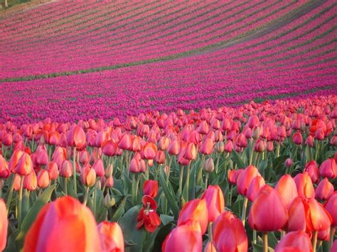 Tulips Field In Jutland Denmark Denmark Pinterest