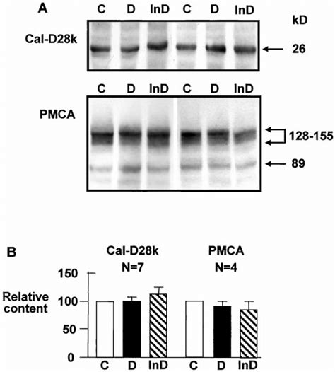 Calbindin D 28k And Plasma Membrane Ca 2 ATPase PMCA Expression Is