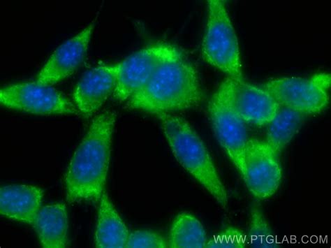 Bcl Antibody Cl Proteintech