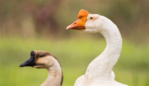 Chinese Goose Breed Profile Farmhouse Guide