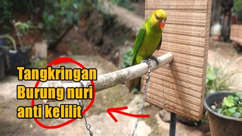 Membuat Tangkringan Burung Nuri Dari Bahan Se Adanya Simple Tapi Hasil