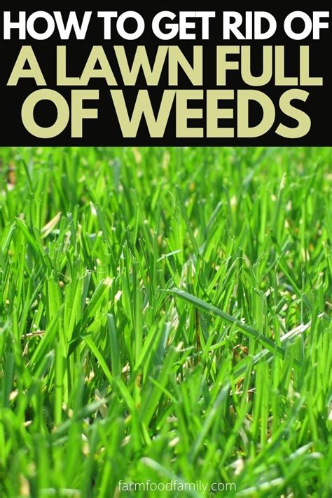 How To Get Rid Of A Lawn Full Of Weeds Ultimate Guide