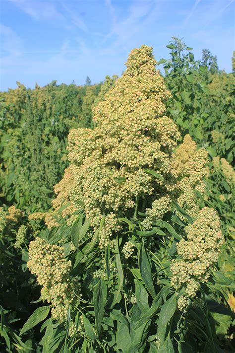 Quinoa gaining ground and popularity across Canada - Top Crop ManagerTop Crop Manager